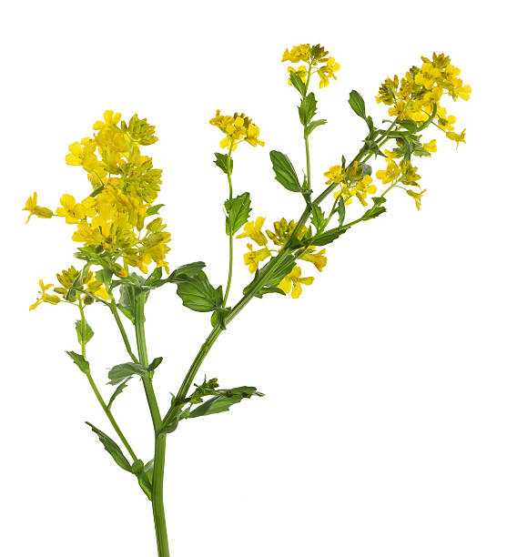 istock yellow isolated wild mustard flowers 476902356