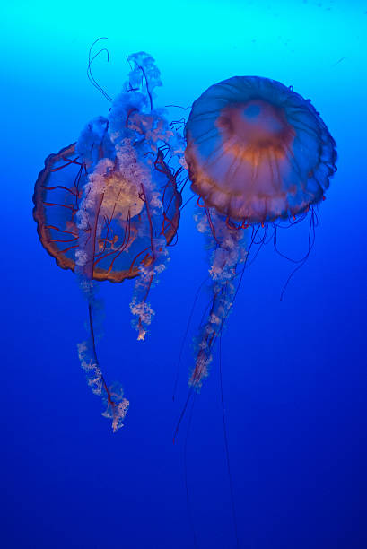 istock Jelly Fish under the sea 476902650