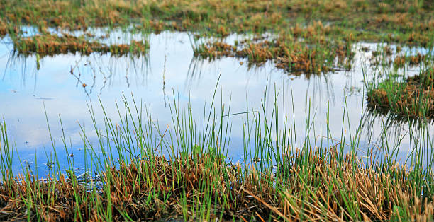 wet lands marsh landscape with water pools reflecting the sky and marsh grasses carex pluriflora stock pictures, royalty-free photos & images