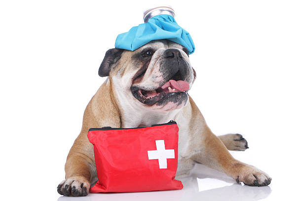 istock English bulldog with emergency kit 476904000