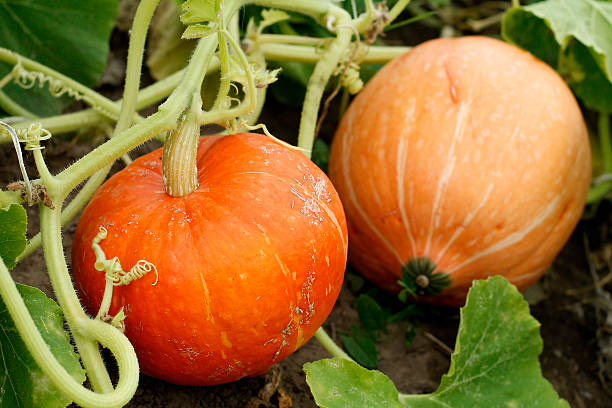 Pumpkin stock photo