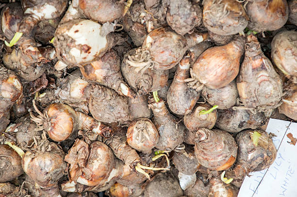 istock Bulbs of plants 476905576
