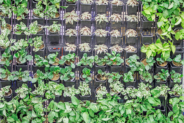 istock Vertical garden in pots 476905602