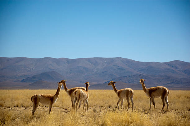 istock Herd of lamas wild 476907445