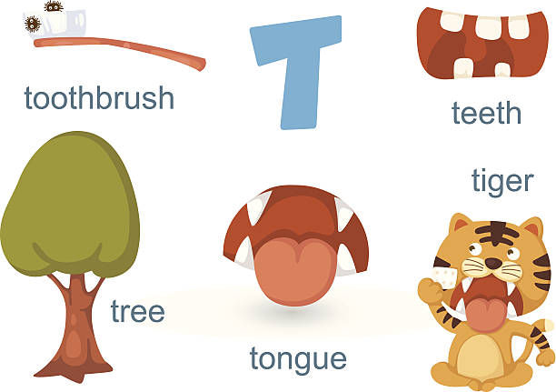 illustrations, cliparts, dessins animés et icônes de alphabet.t letter.teeth, toothb rush, arbre, la languette, tigre - letter t tree typescript alphabet