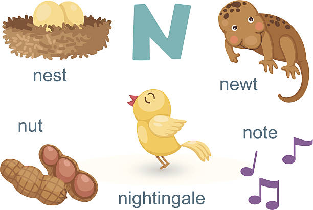 Alphabetn Letternotenewtnestnutnightingale Stock Illustration - Download  Image Now - Alphabet, Animal, Animal Nest - iStock