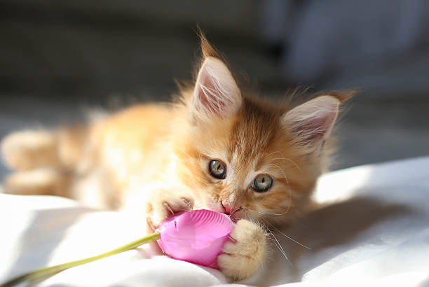 istock Littel red Maine Coon kitten 476909492