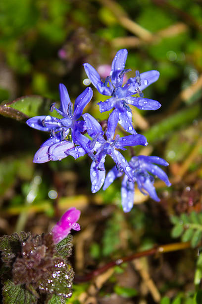 bluebell en el bosque - blade of grass flash fotografías e imágenes de stock