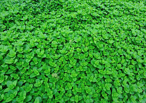 mint plant grow at vegetable garden