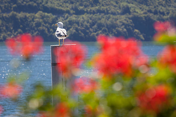 istock Seagull. Lake Como, Italy 476911106