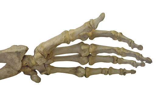 human hand skeleton isolated on white background