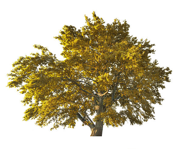 istock golden large oak tree isolated on white 476913862