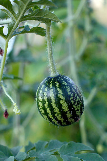 Growing small green striped watermelon stock photo