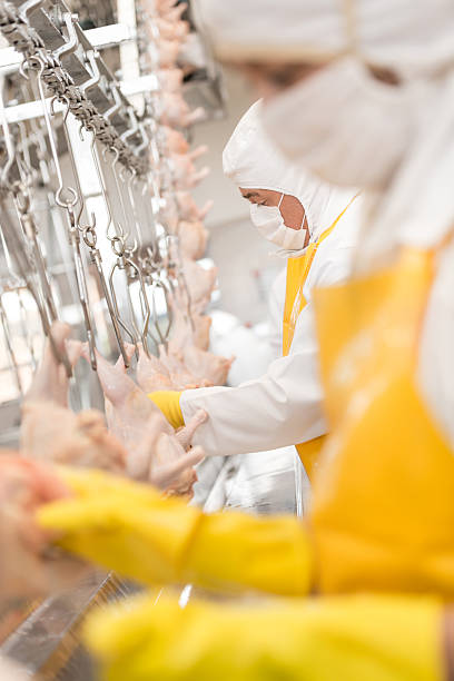 istock People working at a chicken factory 476914992