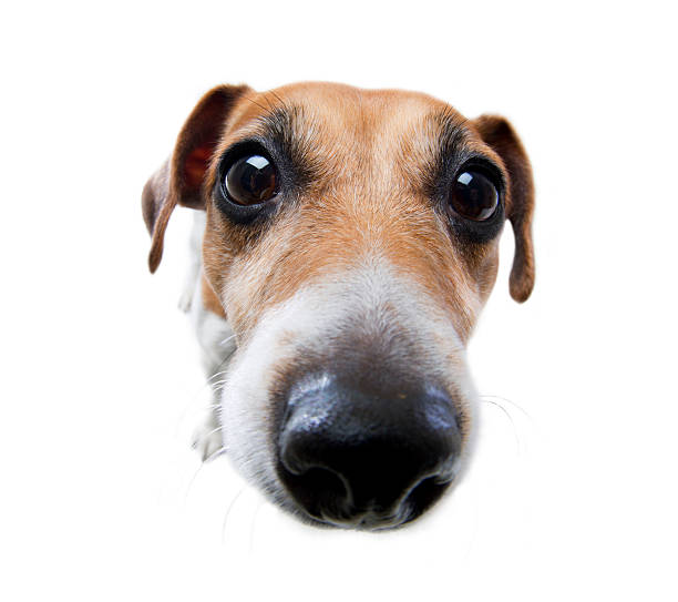 istock Funny dog nose 476916335