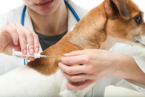 микрочип имплантат. - vet veterinary medicine dog doctor стоковые фото и изображения