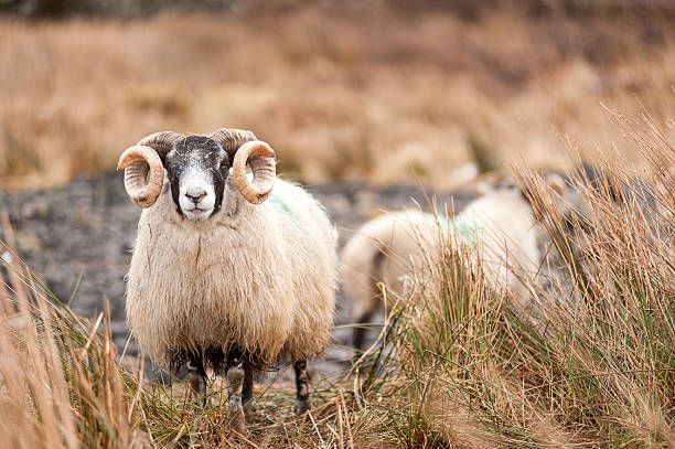 istock Ram in the countryside 476916915