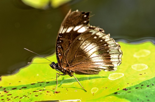 butterfly in the garden 8