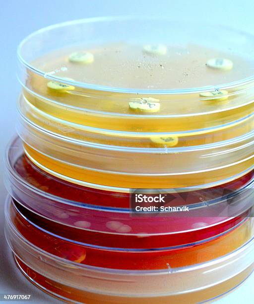 1 スタックの細菌文化ます - 赤痢菌のストックフォトや画像を多数ご用意 - 赤痢菌, クレブシエラ菌, シャーレ