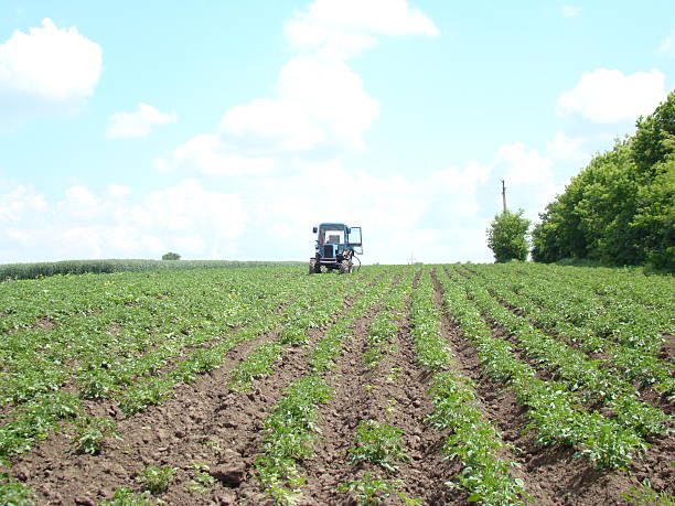 istock tractor in a potato field 476917904