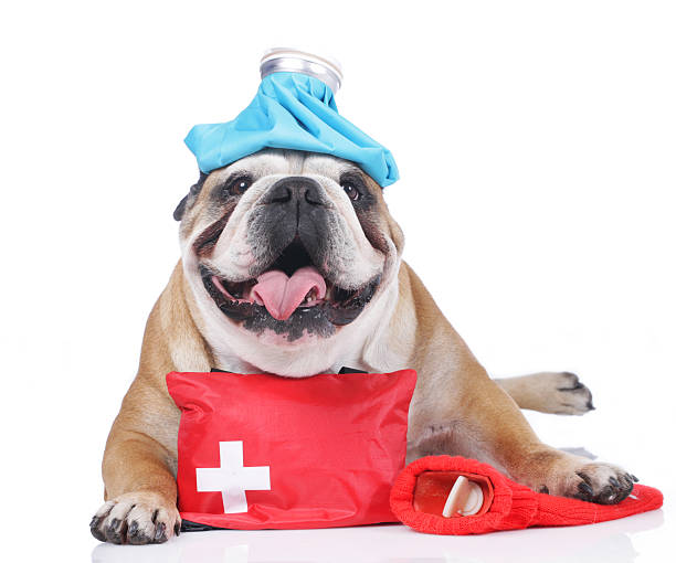 istock English bulldog with emergency kit 476921444