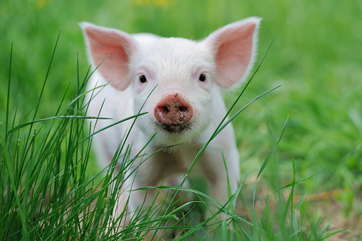 Piglet on spring green grass on a farm