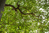 big-tree-von-dipterocarpus-alatus.jpg?b=1&s=170x170&k=20&c=OYMzxIjJEtyeCd4jK2QMEGInZsOS5FQsTffmz7iBROU=