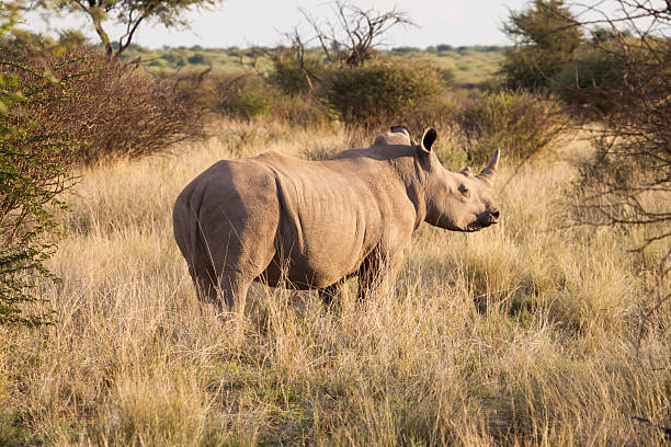 istock black Rhino in the bush 476924553