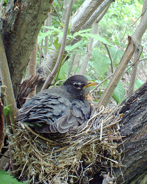 istock American Robin on her nest incubating four eggs 476924892