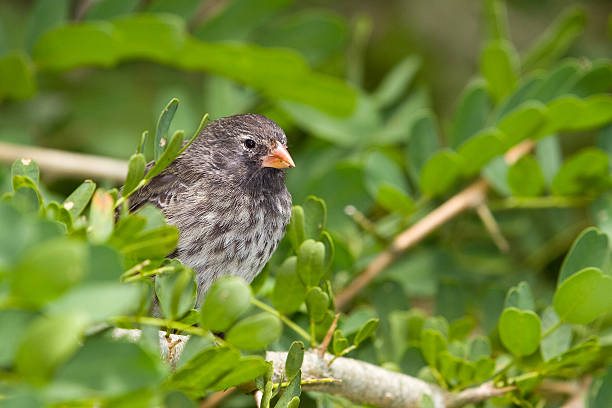 Finch of Galapagos Female of Small Ground-Finch, Geospiza fuliginosa, on Floreana Island, Galapagos. finch stock pictures, royalty-free photos & images
