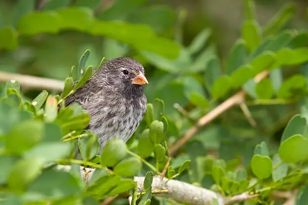 Female of Small Ground-Finch, Geospiza fuliginosa, on Floreana Island, Galapagos.