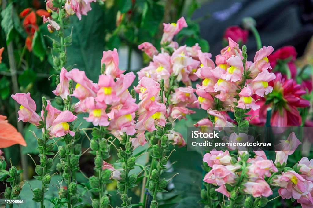 Snapdragon flowers Snapdragon flowers on green plants in the lawn 2015 Stock Photo