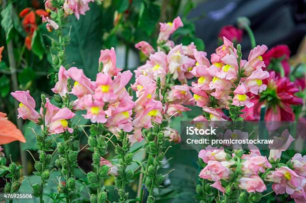 Snapdragon Flowers Stock Photo - Download Image Now - 2015, Beauty, Blossom