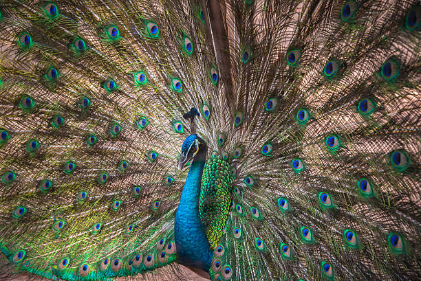 istock Portrait of beautiful peacock with feathers out 476925718
