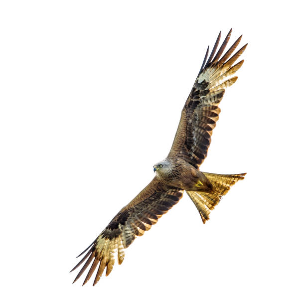 istock Bird of prey 476926053