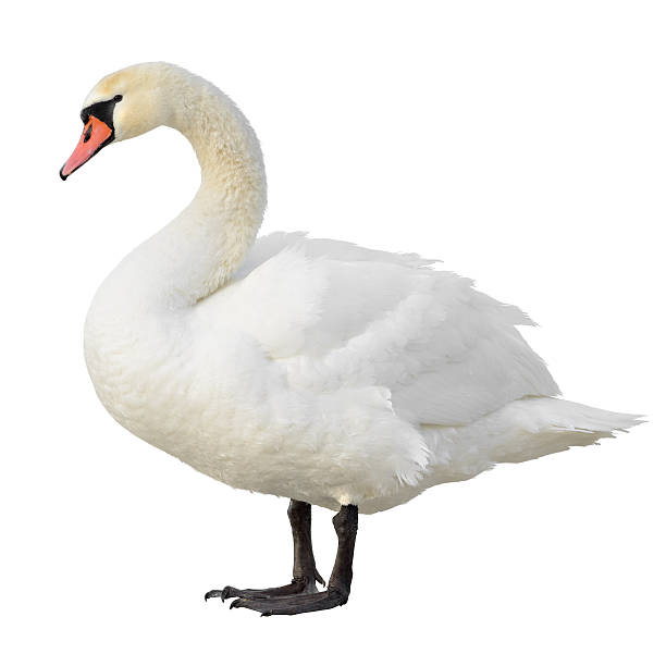 Mute Swan Mute Swan standing. Isolated on white background. swan photos stock pictures, royalty-free photos & images