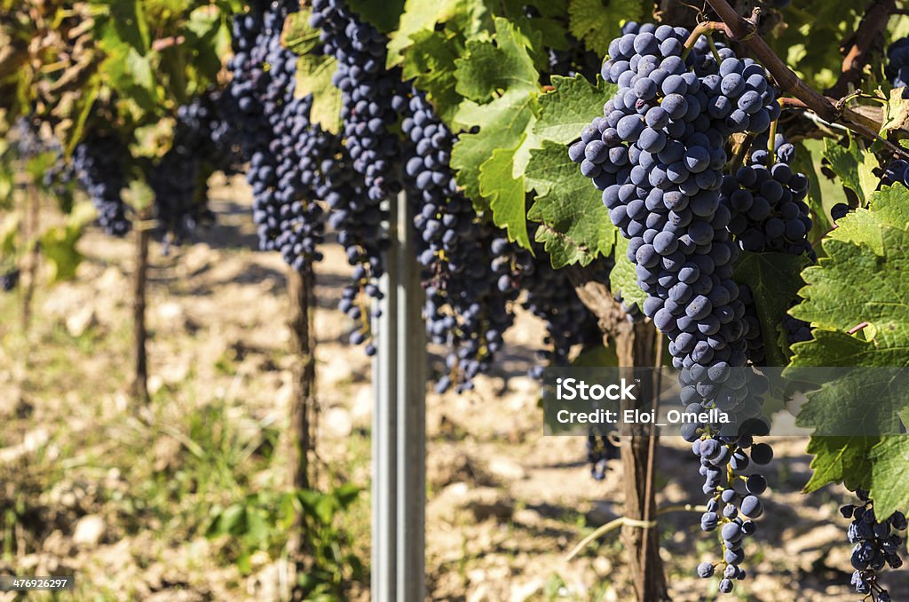 black grapes maturing at sun Vine - Plant Stock Photo