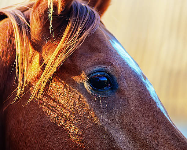 istock eye of a horse 476928326