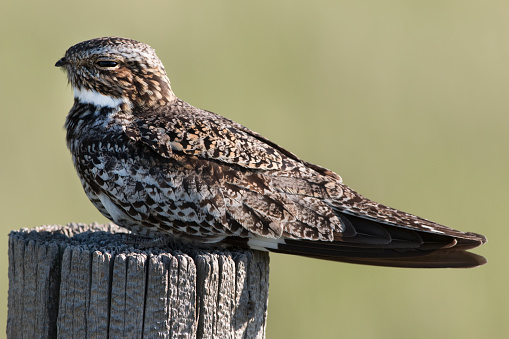 Perched on a weathered, gray fencepost, a common nightjar or nighthawk shows great detail in his feathers and a glint in his eye while relaxing in the Pawnee National Grasslands on the north-eastern plains of Colorado.