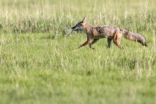 With a thirteen-lined ground squirrel in his mouth, a swift fox runs through the tall, green grass back to his mate with five pups at the den in the Pawnee National Grasslands on the north-eastern plains of Colorado.