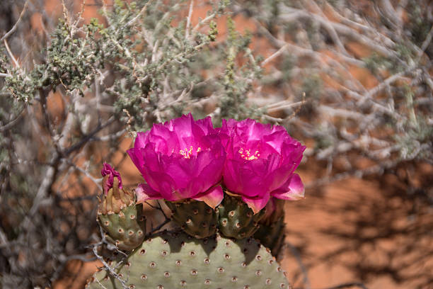 istock Cactus Blossom, Valley of Fire, Nevada, USA 476928778