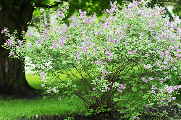 istock Blooming Lilac Bush in a Garden 476928880