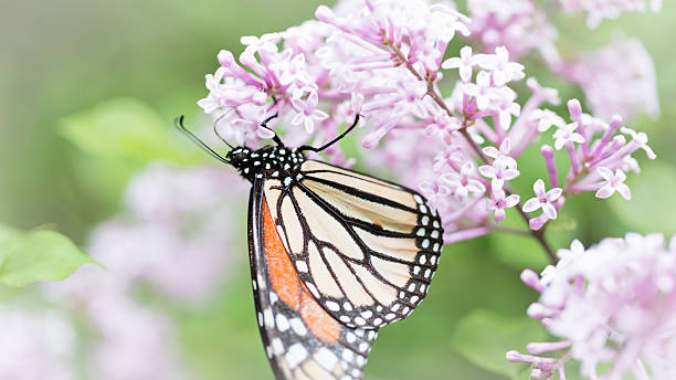 istock Monarch Butterfly on Lilac Blossom 476928904