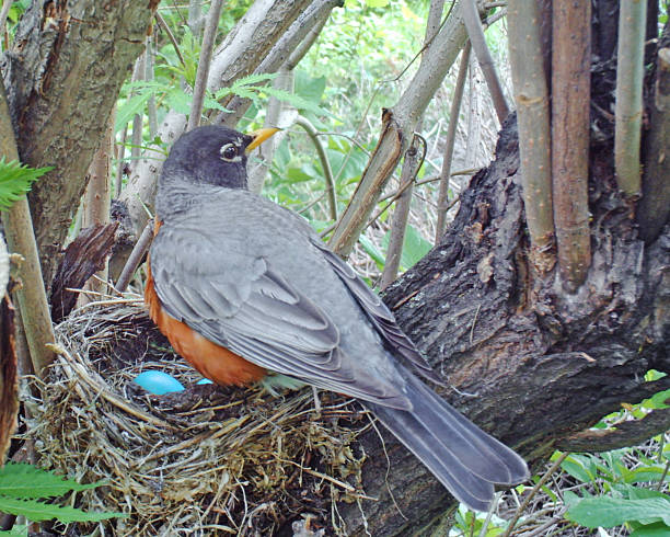 istock American Robin on her nest which holds four eggs 476928982