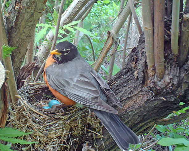 istock American Robin on her nest which holds four eggs 476928984