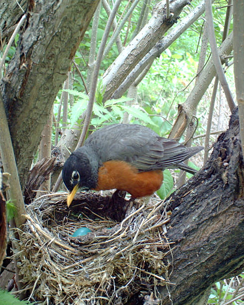istock American Robin on her nest which holds four eggs 476928986
