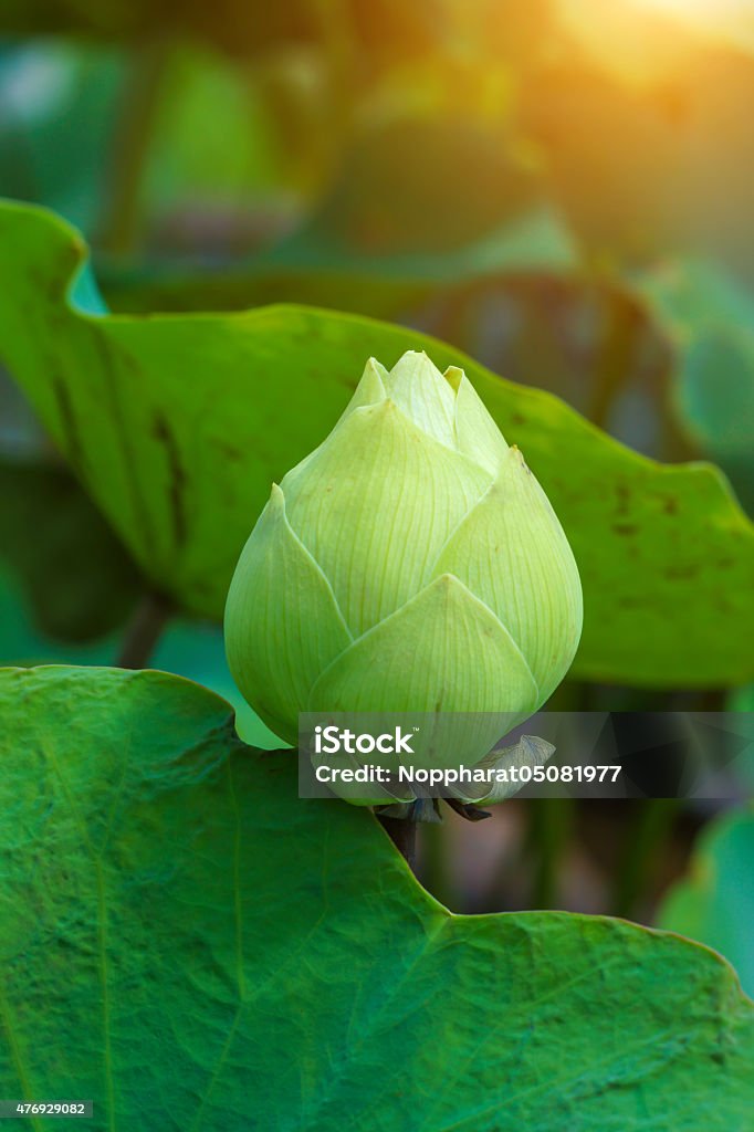 Beautiful waterlily Hybrid flower. Beautiful waterlily Hybrid flower. (Nymphaca nouchali Burm.f.) 2015 Stock Photo