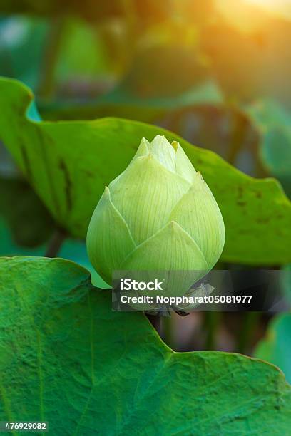 Beautiful Waterlily Hybrid Flower Stock Photo - Download Image Now - 2015, Aquatic Organism, Backgrounds