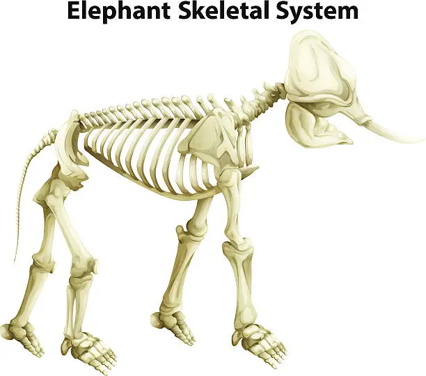 Vector illustration of Skeletal System of an Elephant
