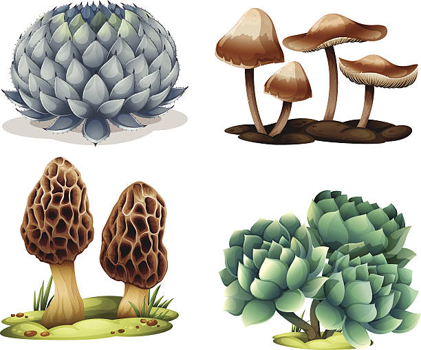 illustrazioni stock, clip art, cartoni animati e icone di tendenza di cactus e funghi - areola